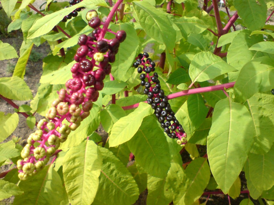 Абхазский лаконос