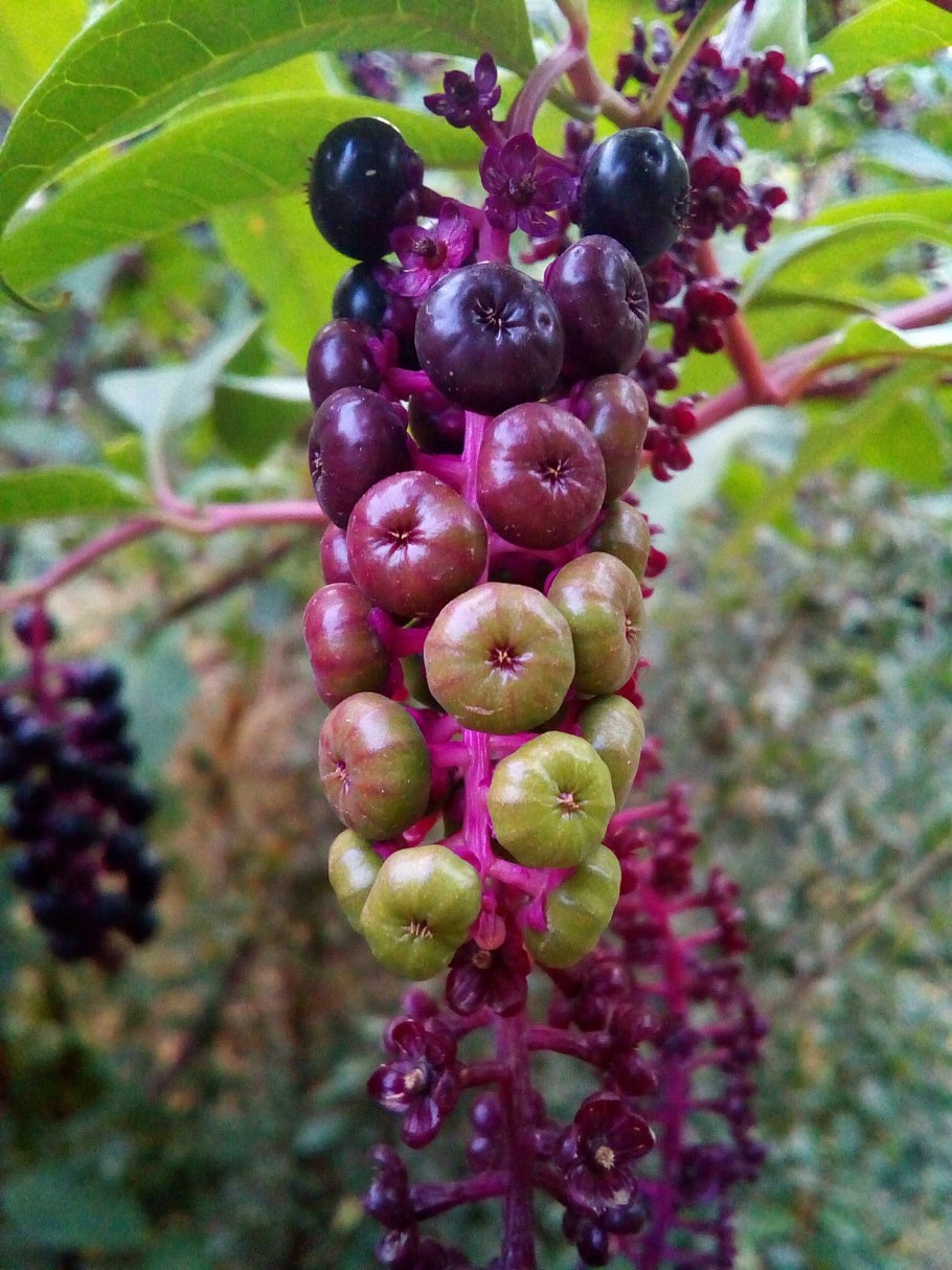 Phytolacca acinosa