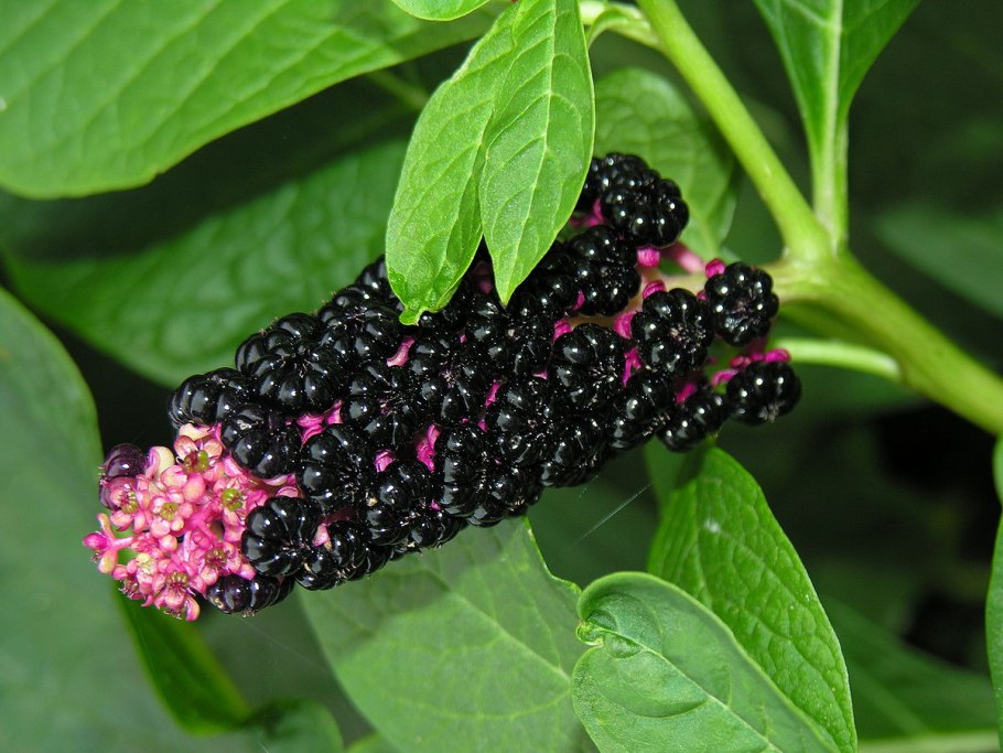 Фитолакка (Phytolacca Americana)