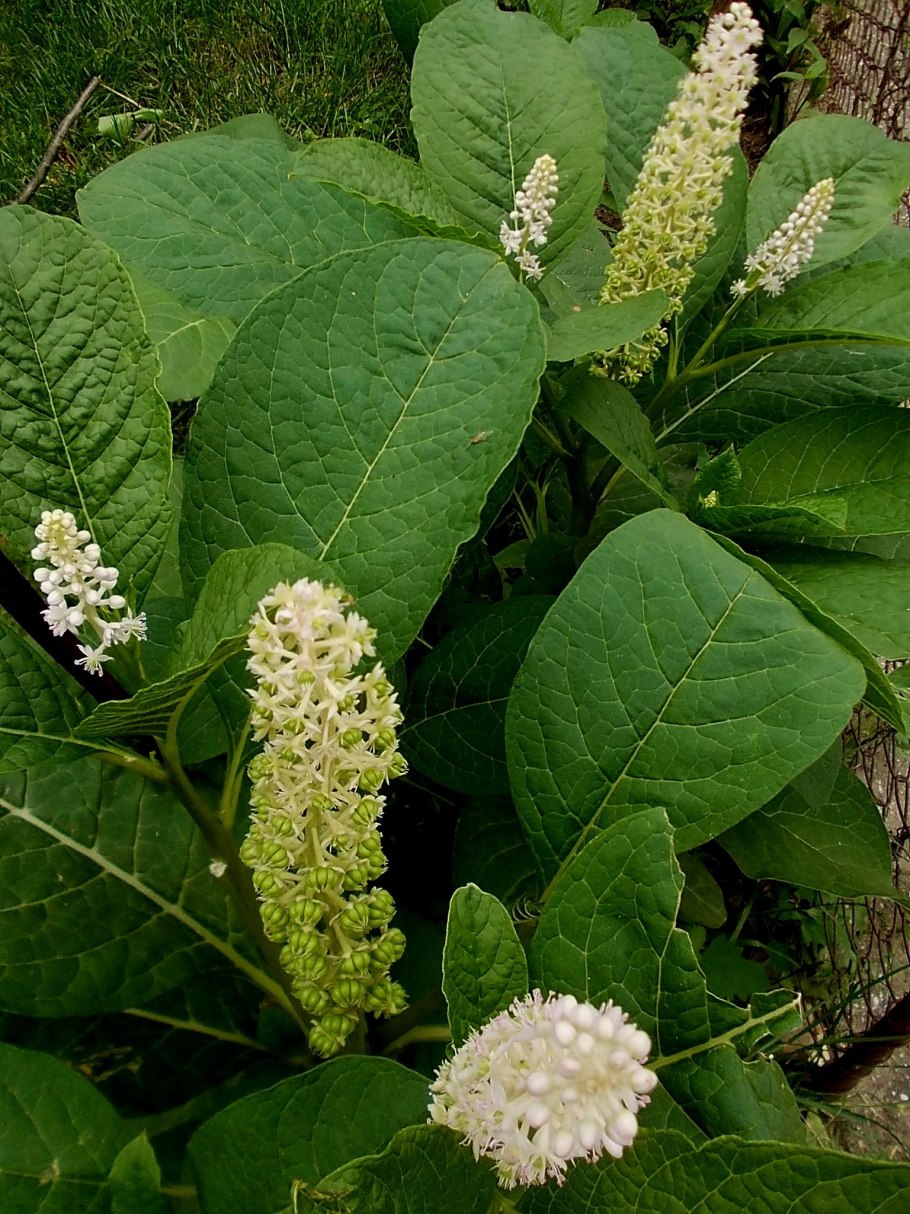 Фитолякка декандра