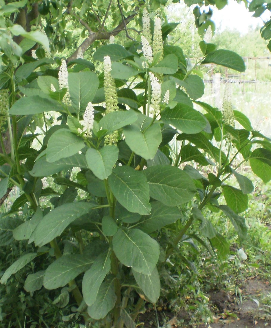 Лаконос костянковый фитолакка костянковая