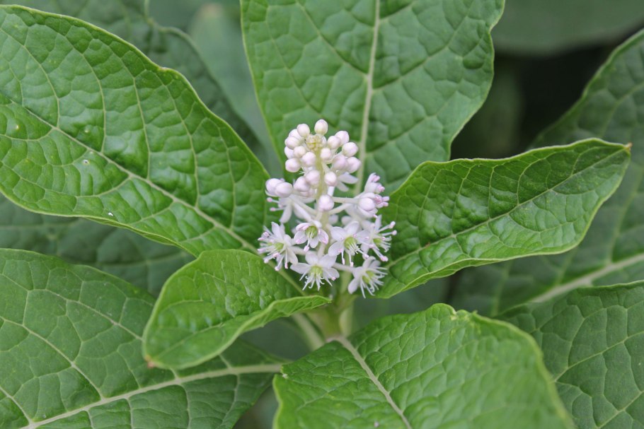 Лаконос растение лечебные свойства при пяточной шпоре отзывы