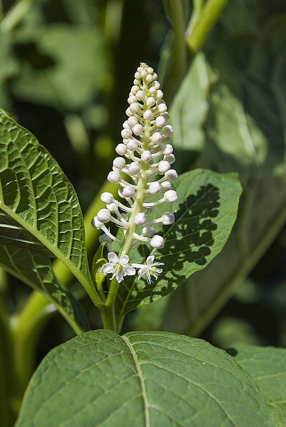 Фитолакка (Phytolacca Americana)