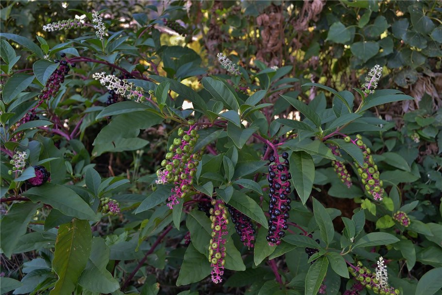 Лаконос американский (Phytolacca Americana)