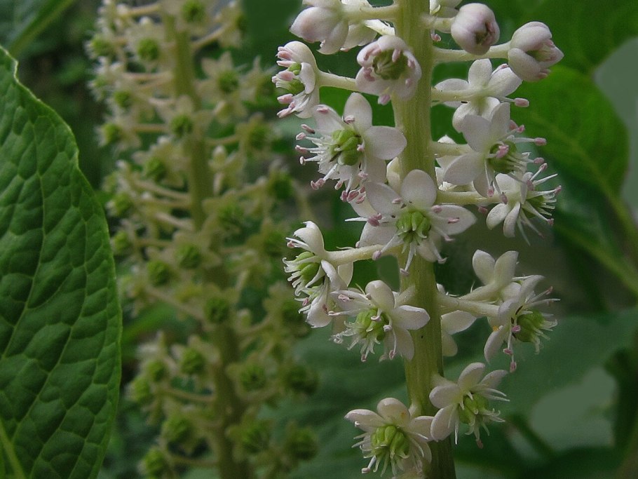 Куст фитолакка фото и описание