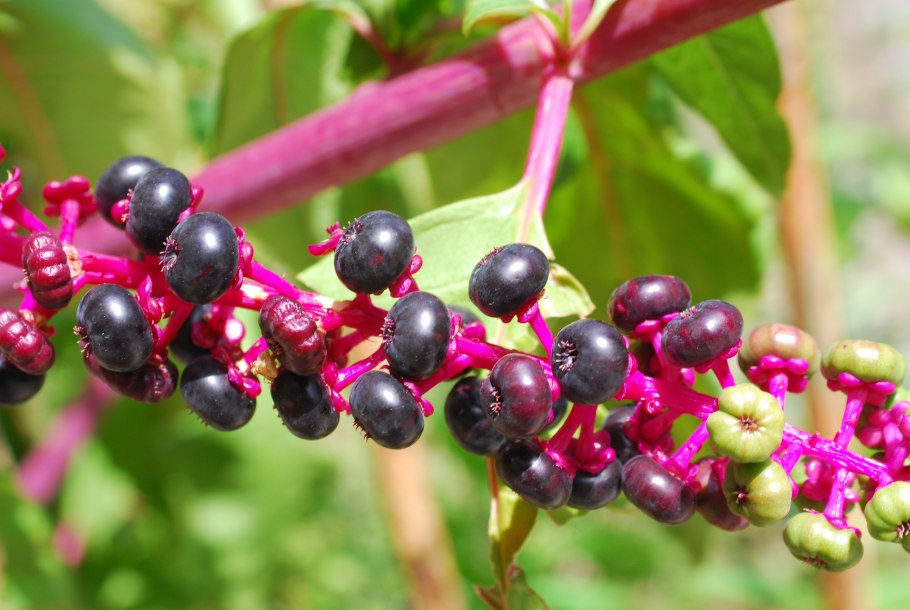 Лаконос костянковый