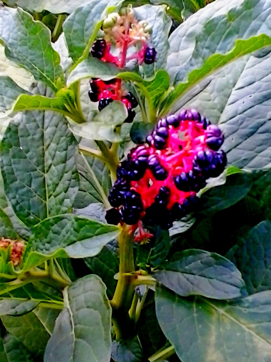 Лаконос канадский