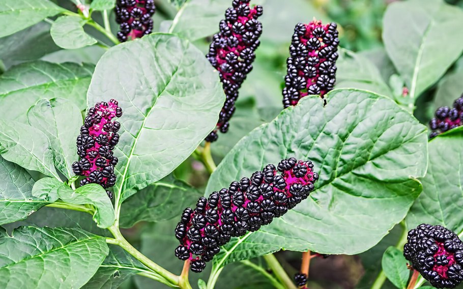 Лаконос американский