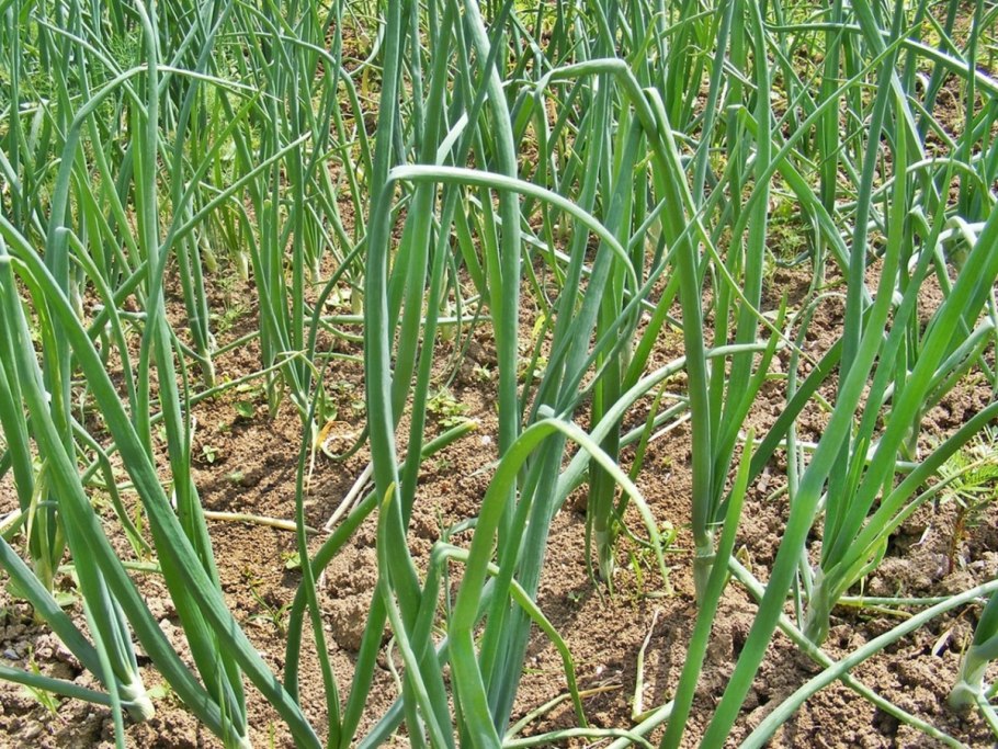 Лук батун севок