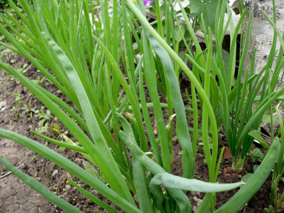 Подзимняя посадка лука