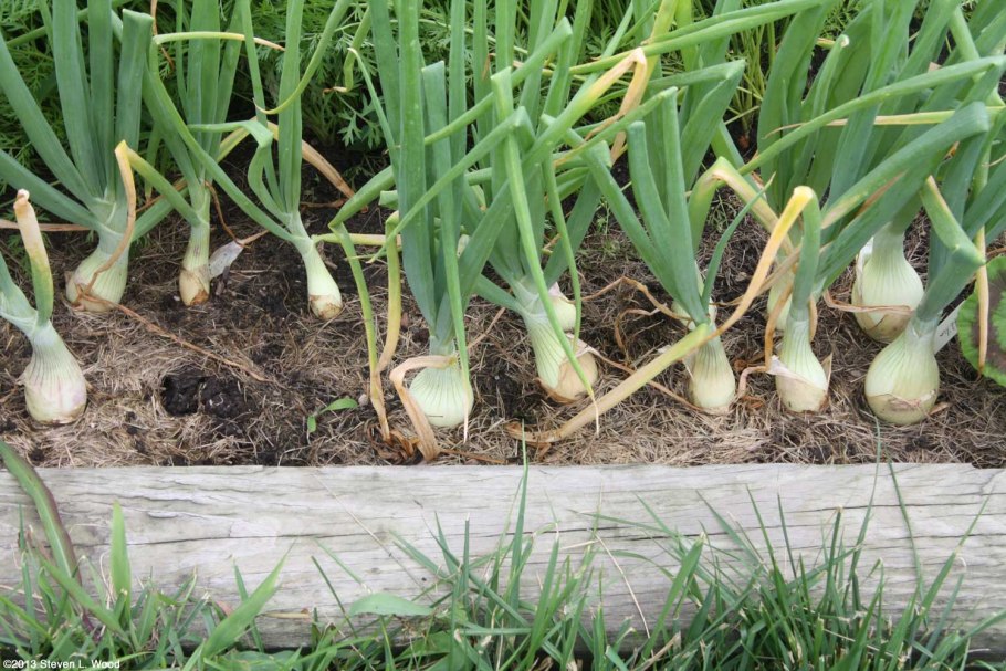 Перья лука на грядке