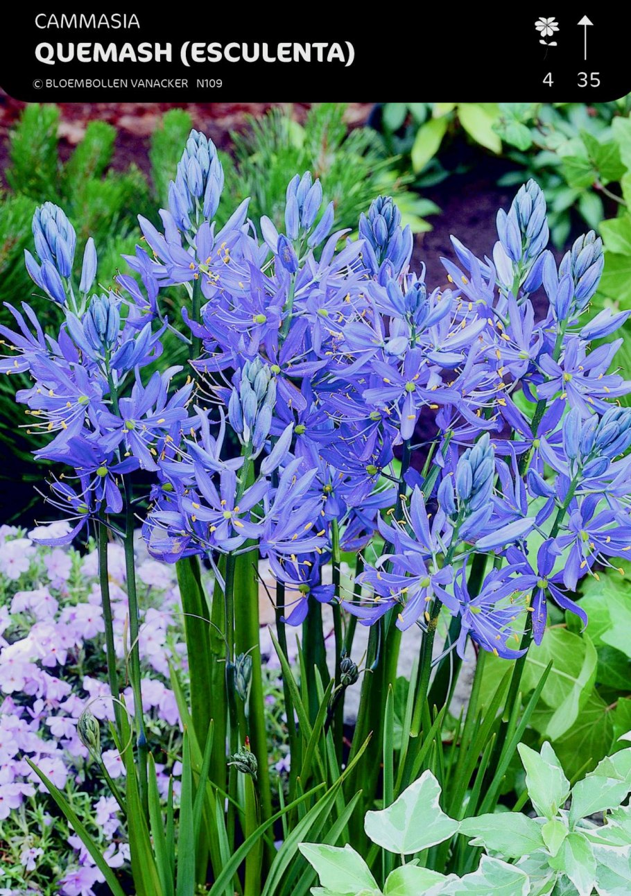 Камассия Кузика