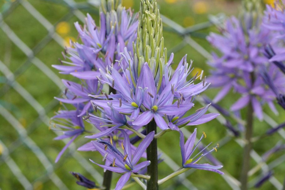 Камассия квамаш