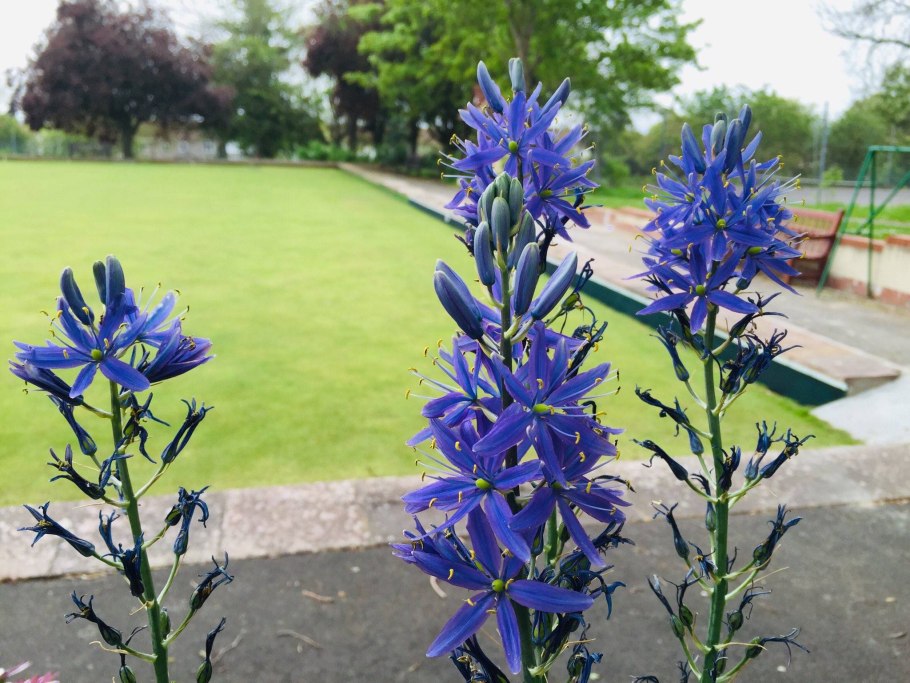 Камассия leichtlinii caerulea