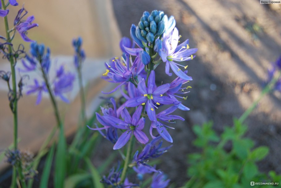 Камассия Лейхтлина голубая