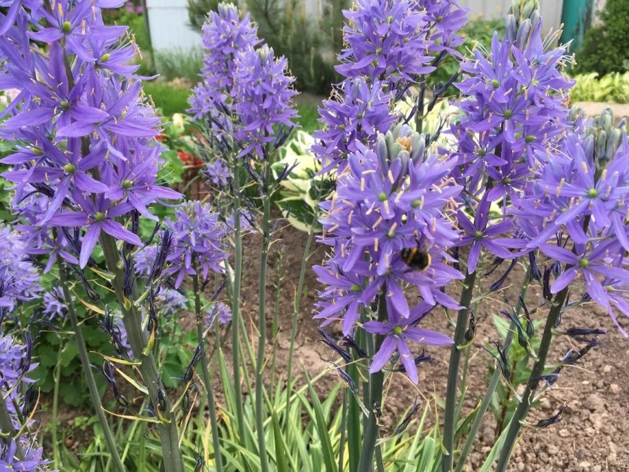 Камассия квамаш Camassia quamash