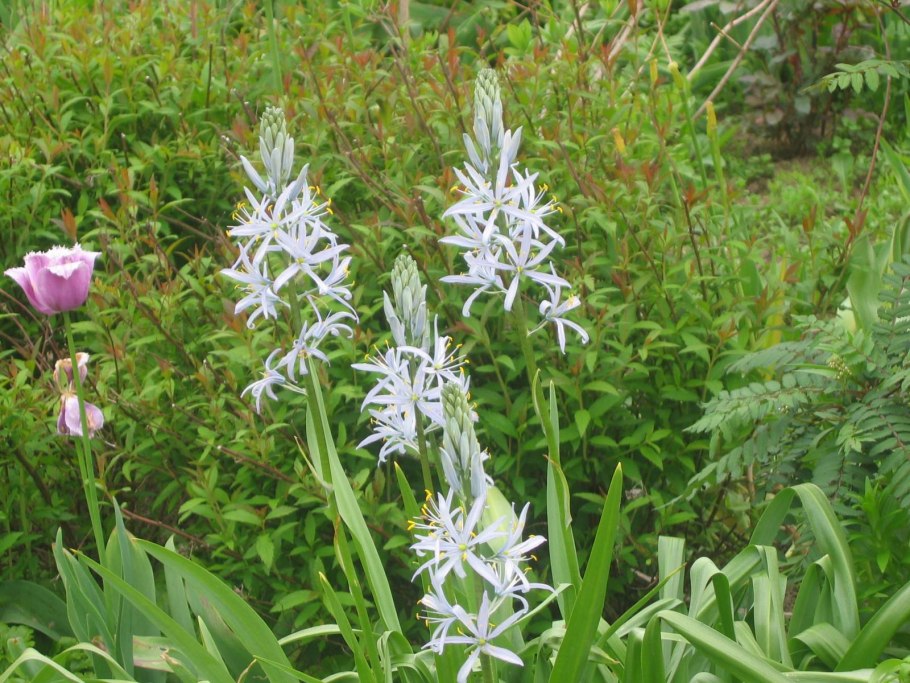 Камассия Кузика