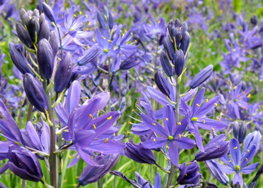 Камассия Лейхтлина голубая