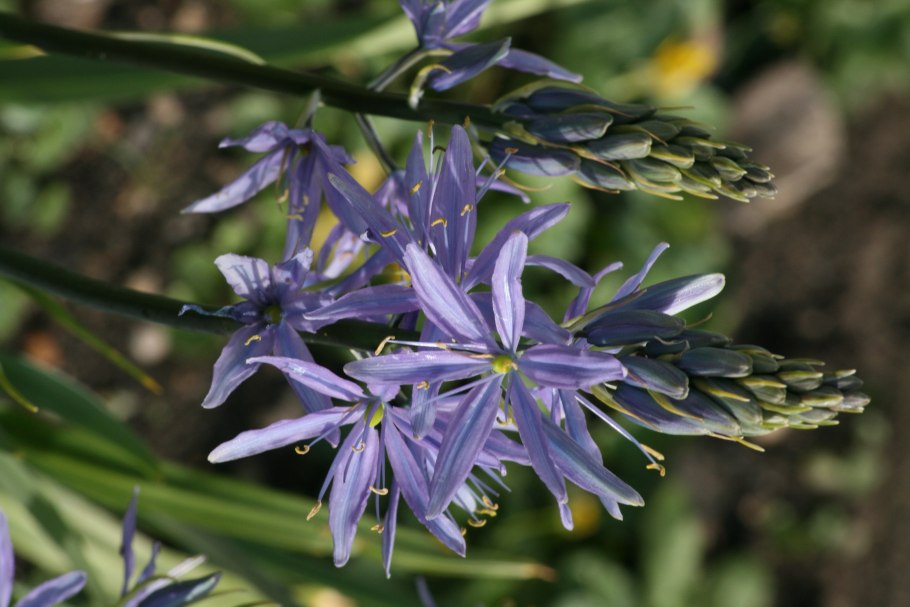 Камассия цветок фото и описание