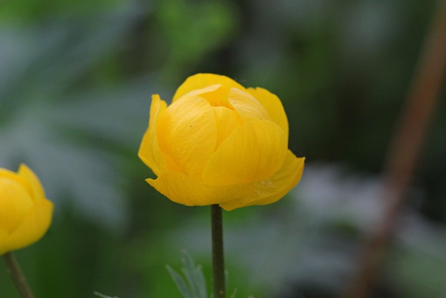 Цветок огонек малиновый