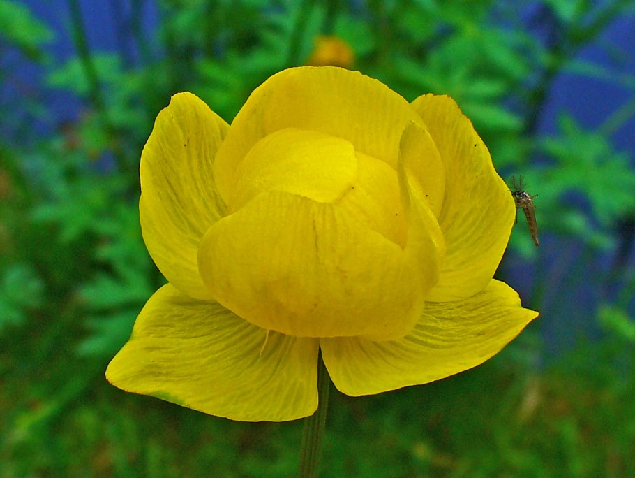 Купальница Алтайская