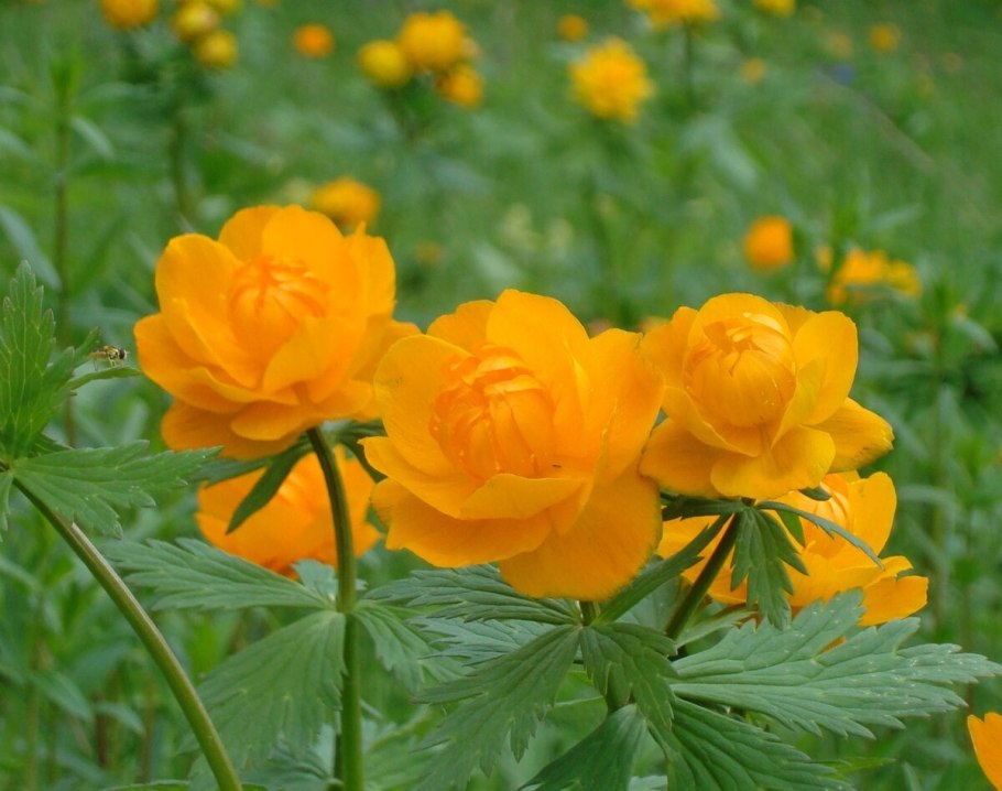 Купальница (Trollius) Лемон куин