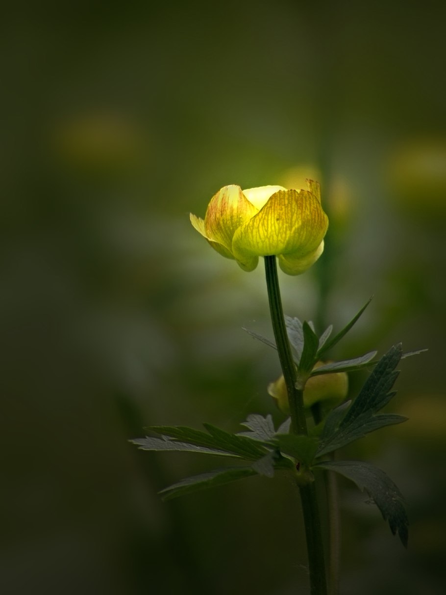 Купальница первоцвет