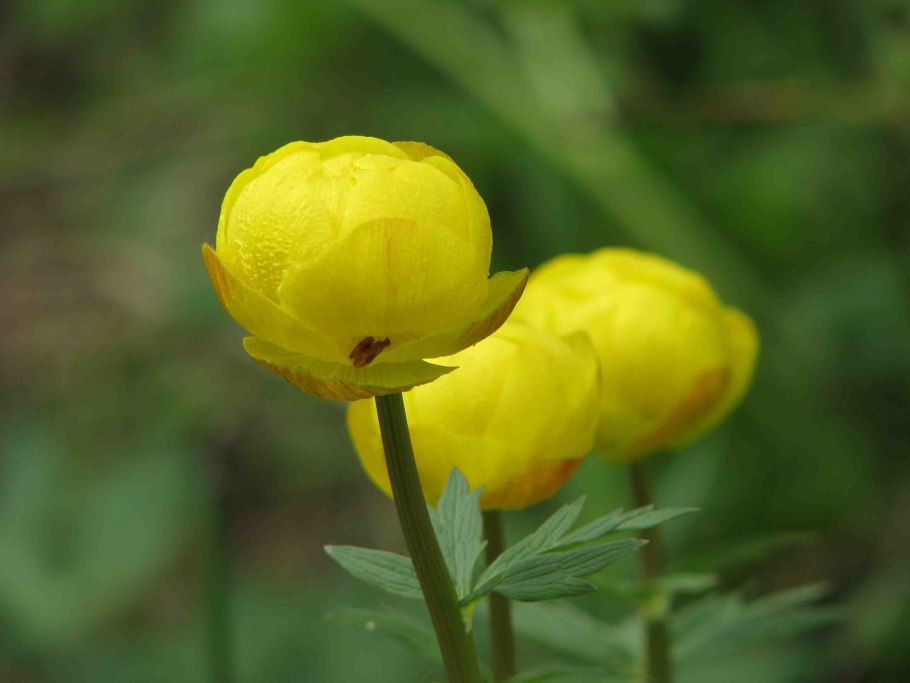 Trollius lilacinus
