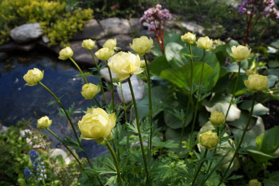 Лютик снежный