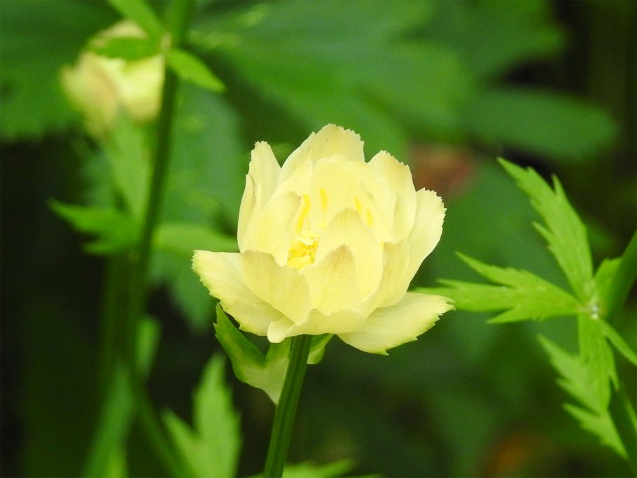 Купальница азиатская жарок