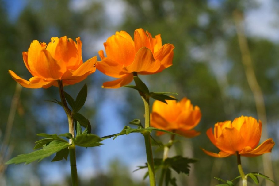 20 Мая купальница