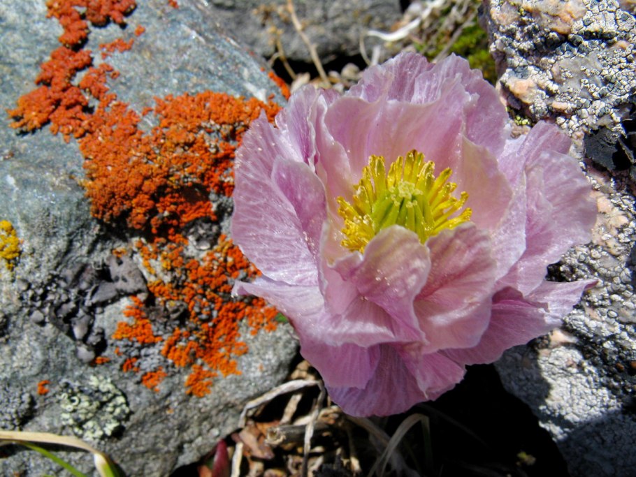 Trollius lilacinus