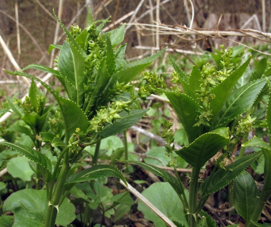 Пролесник многолетний Mercurialis perennis