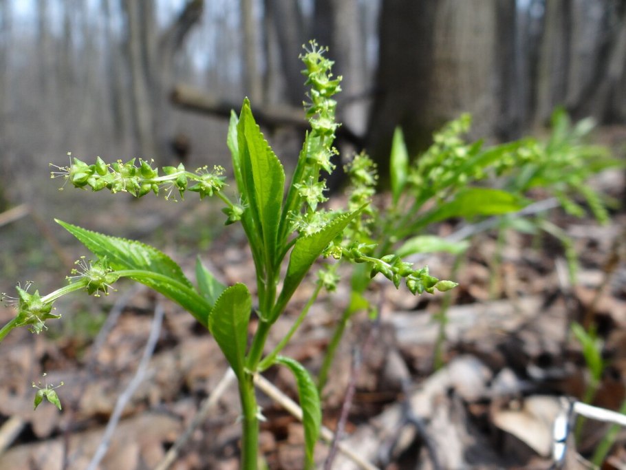Пролесник многолетний Mercurialis perennis