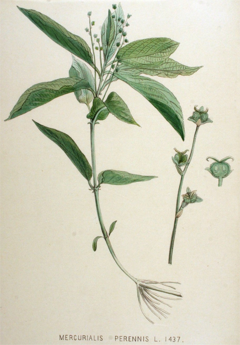 Пролесник солнцегляд