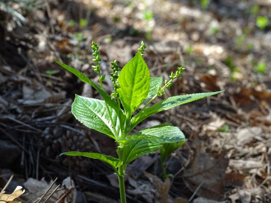 Пролесник многолетний Mercurialis perennis