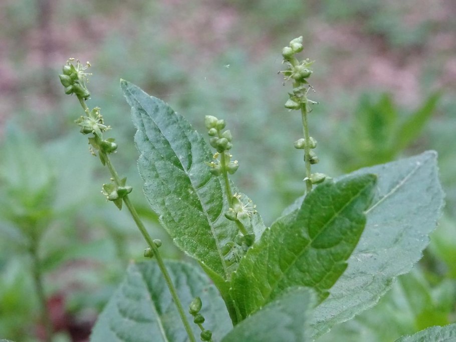 Пролесник Европейский