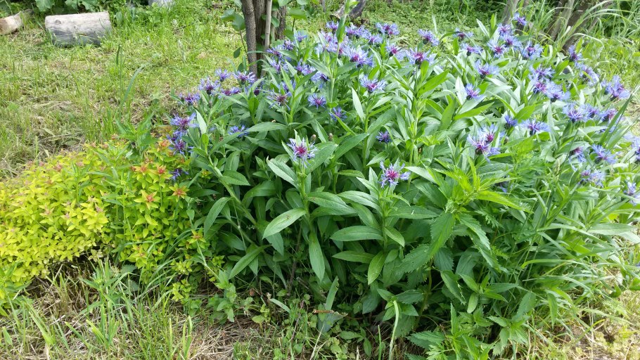 Пролесник многолетний рисунок