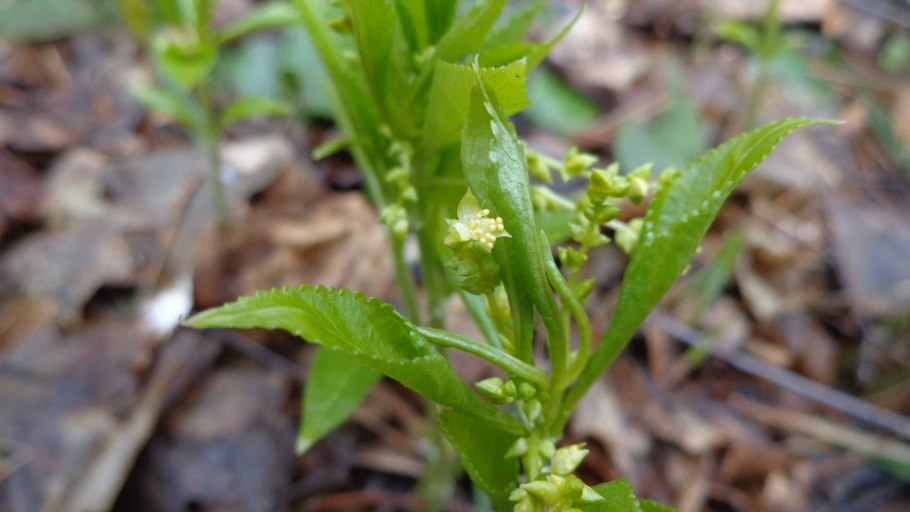 Пролесник солнцегляд