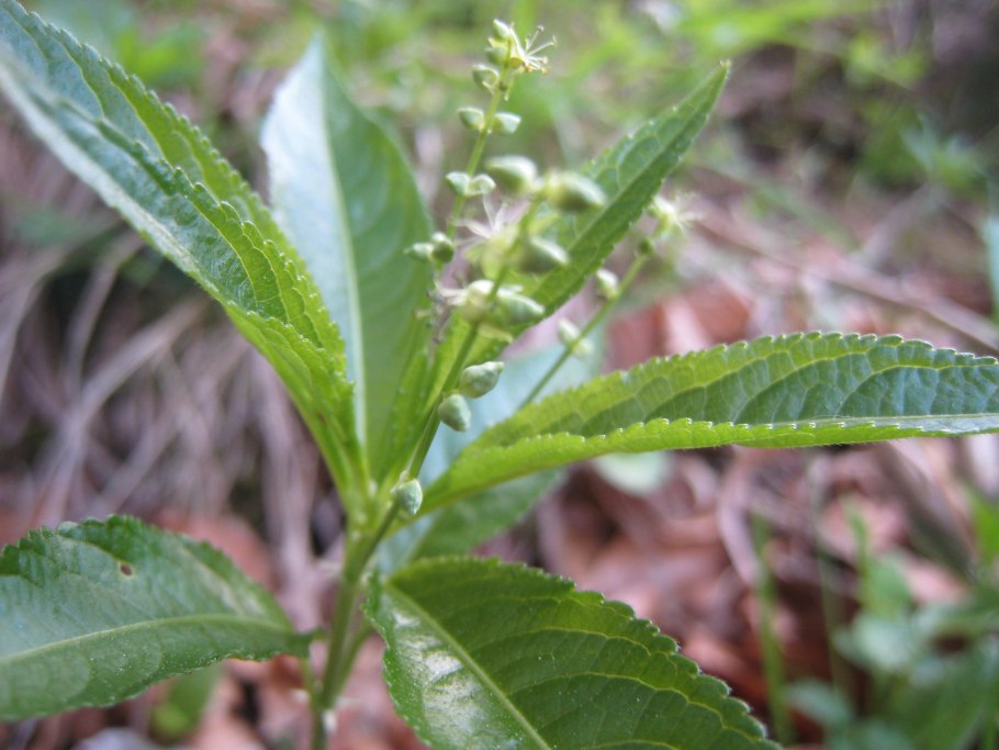 Подлесник многолетний