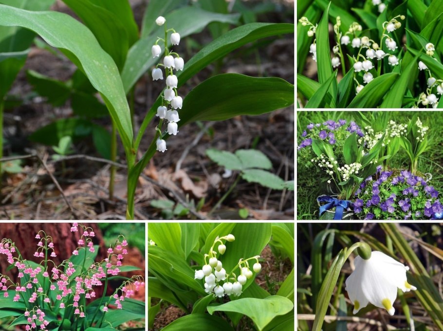 Наперстянка рассада