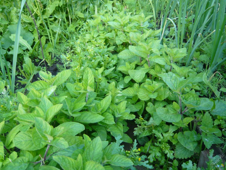 Пролесник однолетний (Mercurialis annua)