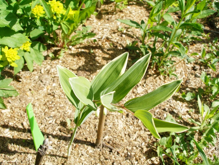 Polygonatum falcatum variegatum