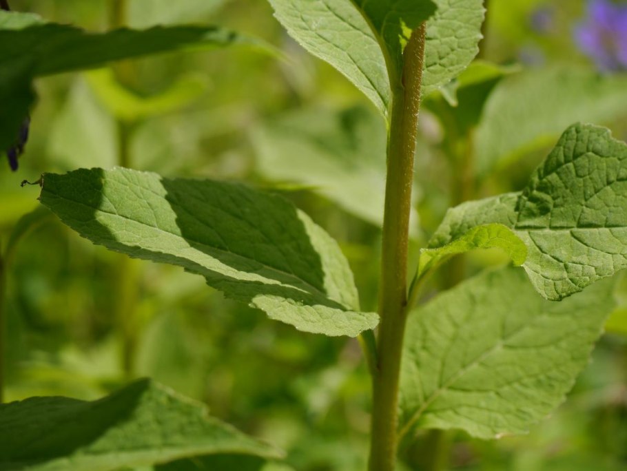 Пролеска однолетняя Mercurialis annua