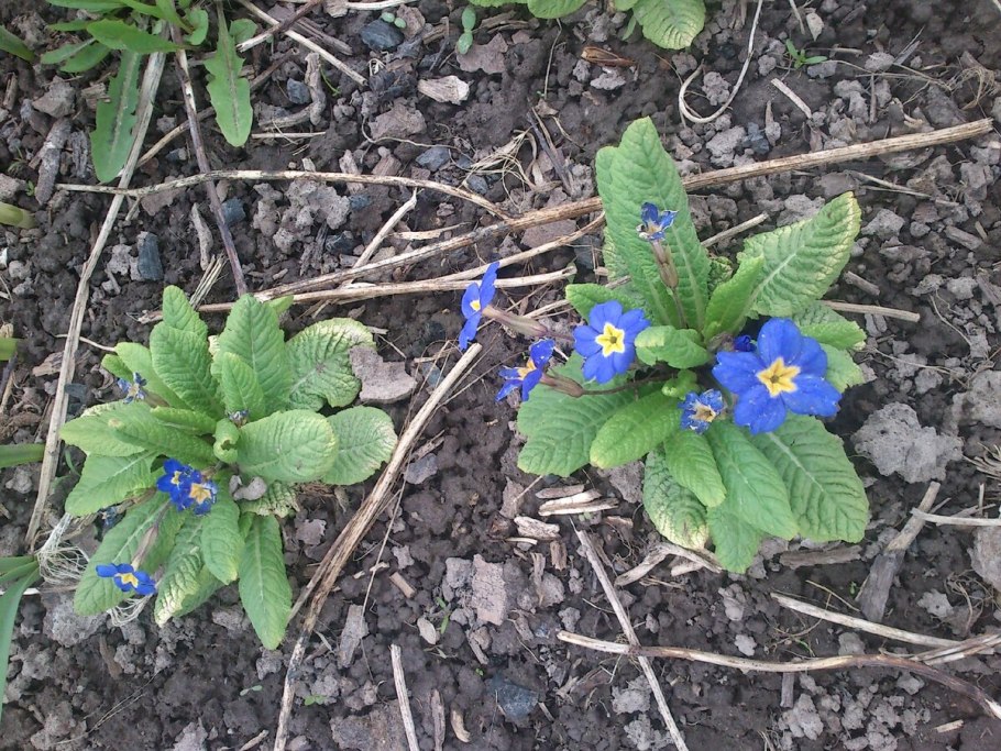 Птицемлечник зонтичный и шнитт лук