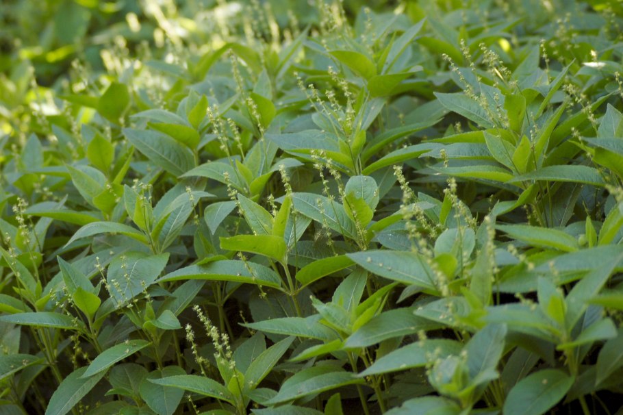 Пролесник однолетний