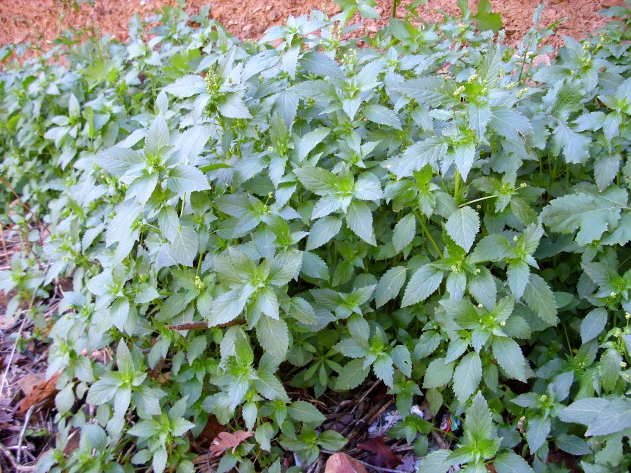 Пролесник многолетний - Mercurialis perennis l.