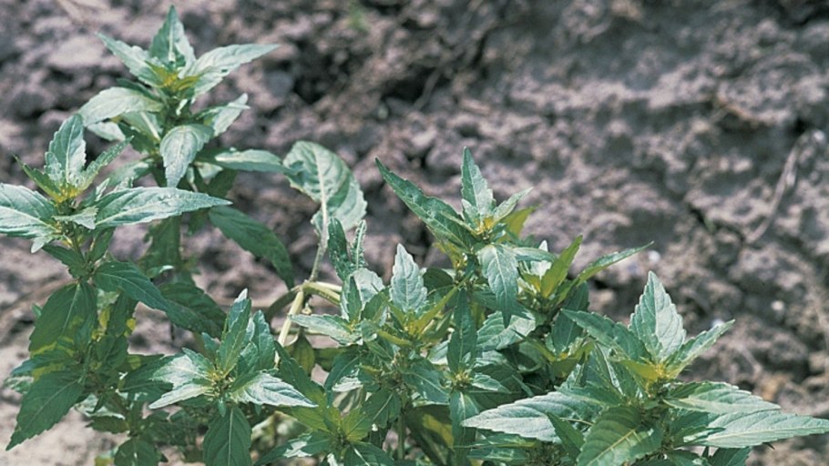 Пролесник Пакса