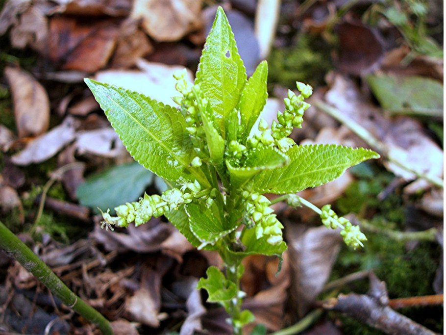 Пролесник (Mercurialis perennis
