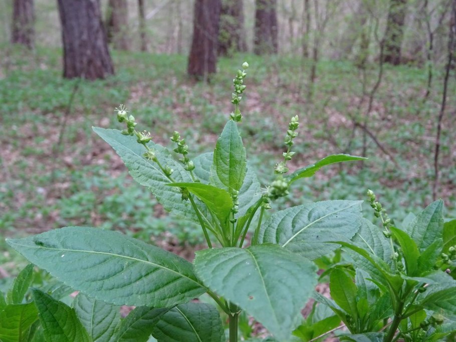 Пролесник (Mercurialis perennis